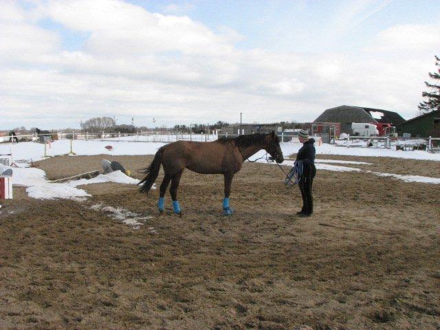 Dansk Varmblod Lille Daugårds Lady Hit billede 9
