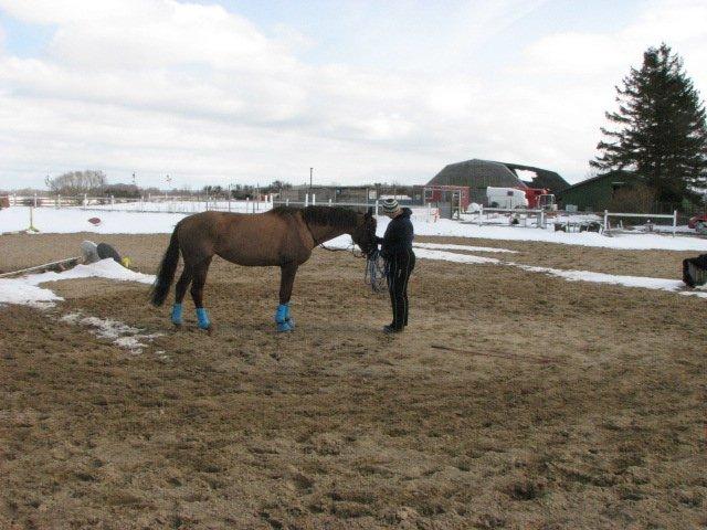 Dansk Varmblod Lille Daugårds Lady Hit billede 10
