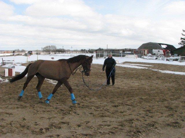 Dansk Varmblod Lille Daugårds Lady Hit billede 11