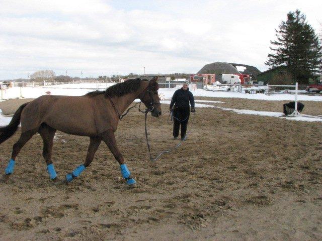 Dansk Varmblod Lille Daugårds Lady Hit billede 12