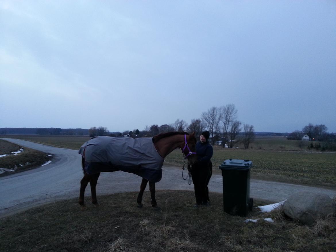 Dansk Varmblod Lille Daugårds Lady Hit billede 13