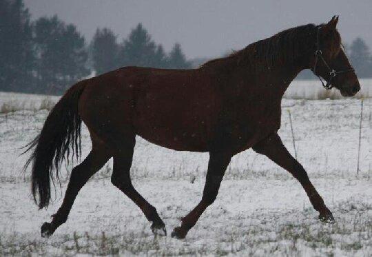 Dansk Varmblod Lille Daugårds Lady Hit billede 1