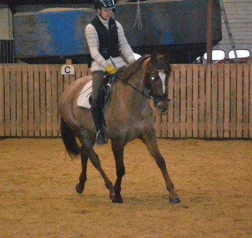 Dansk Varmblod Lille Daugårds Lady Hit billede 14