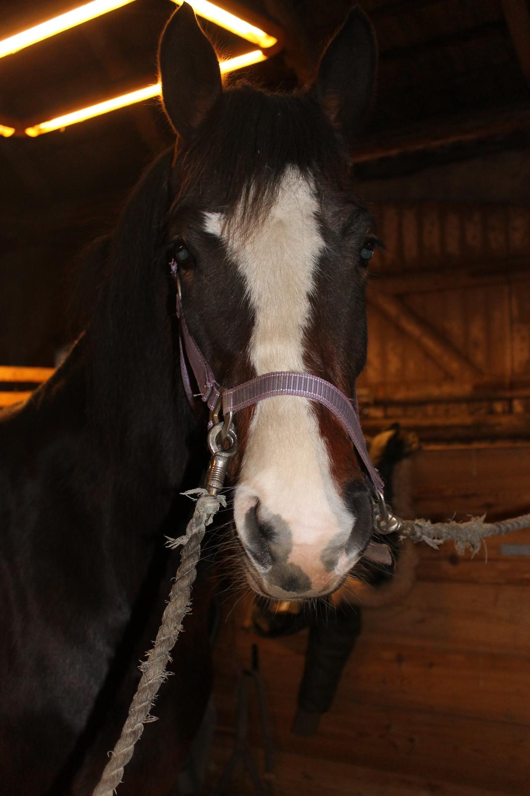 Anden særlig race Søbo's Chacor  billede 6