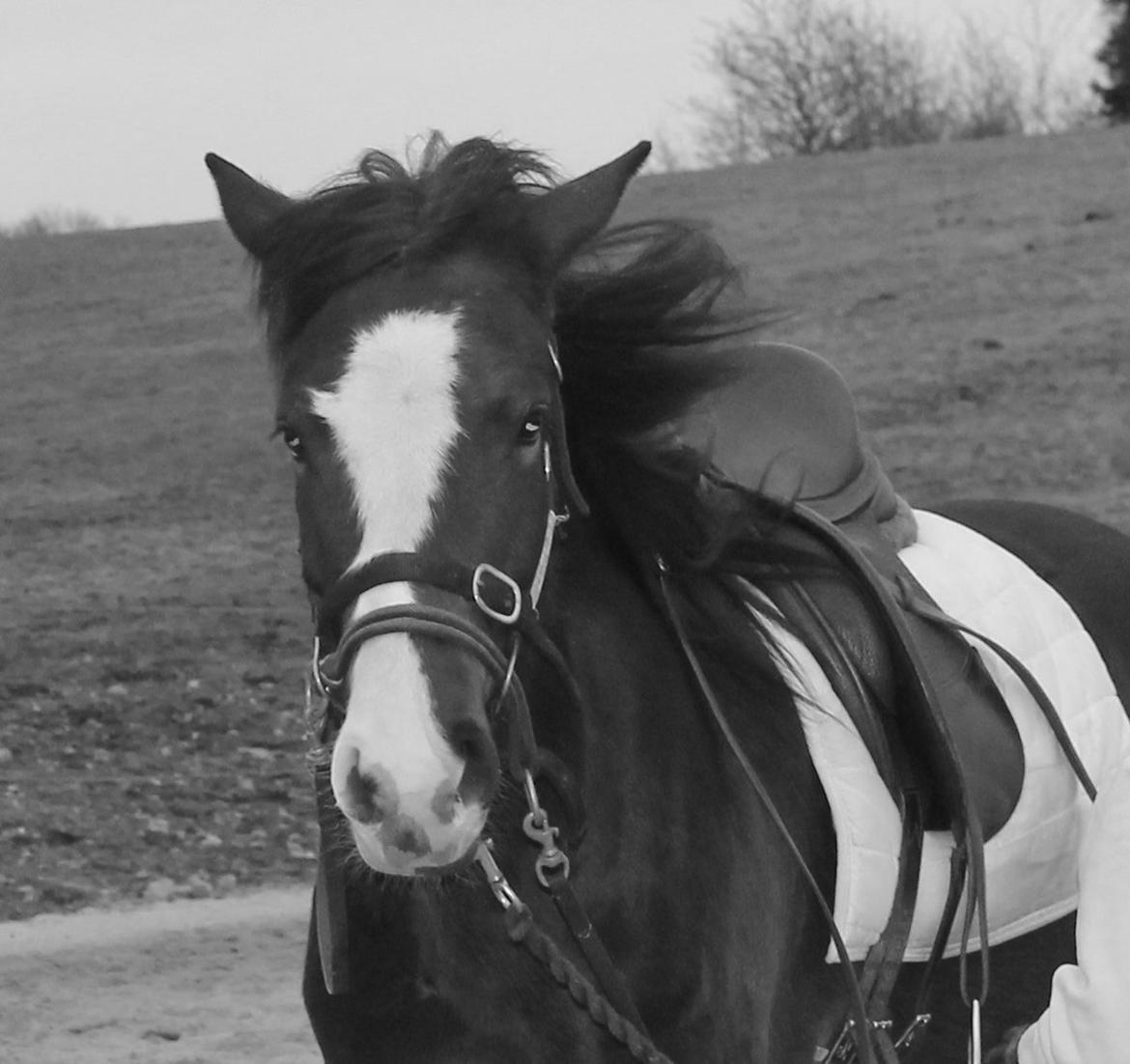 Anden særlig race Søbo's Chacor  billede 7