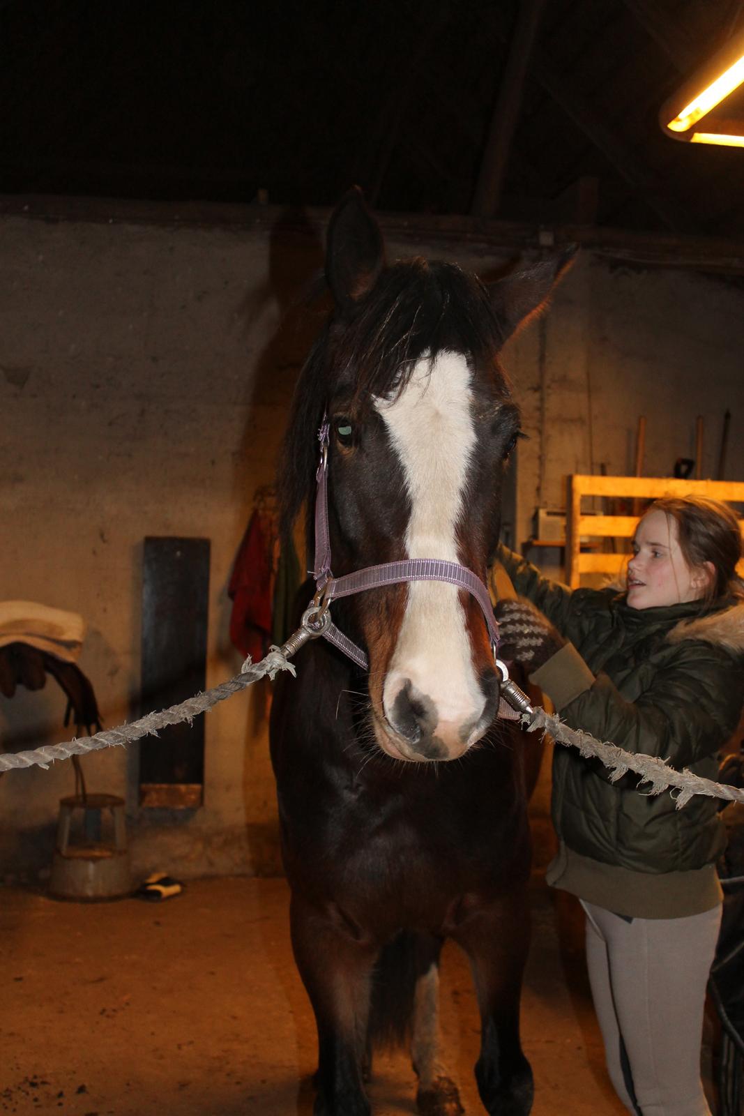 Anden særlig race Søbo's Chacor  billede 8