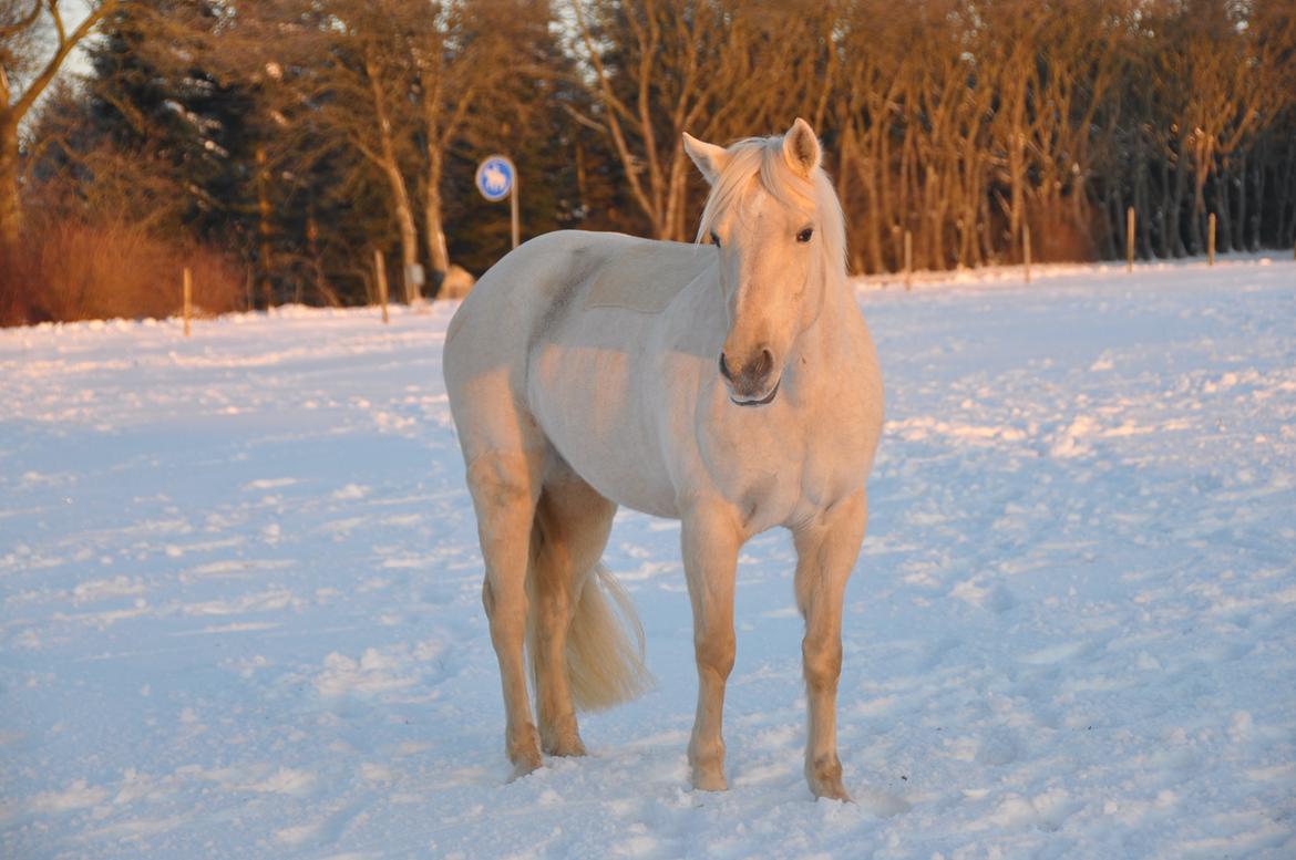 Palomino Bailey<3 - Skønt vinter billede. <3 billede 15