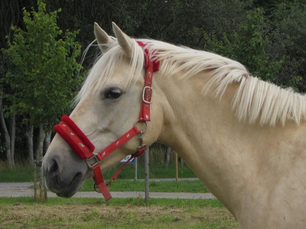 Palomino Bailey<3 - Den dag Bailey kom hjem! :D  billede 17