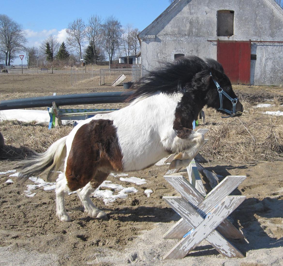 Anden særlig race Ministar`s Iceblue Sigurd - bomtræning :) billede 14