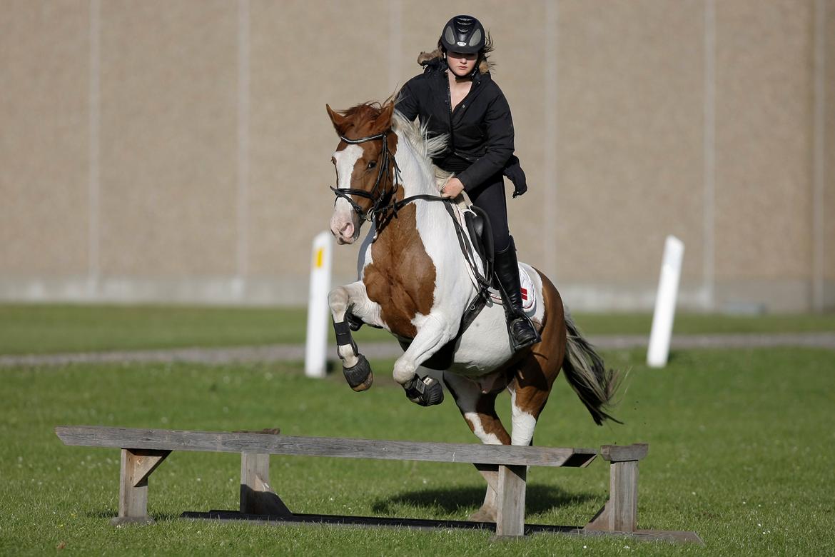 Hollandsk Sportspony Zwier - Verdens bedste pony <3 billede 3