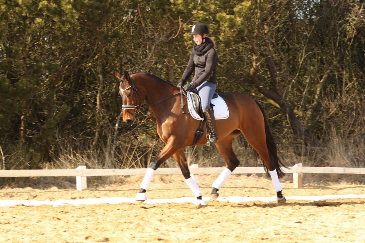 Hollandsk Varmblod Ezione billede 8