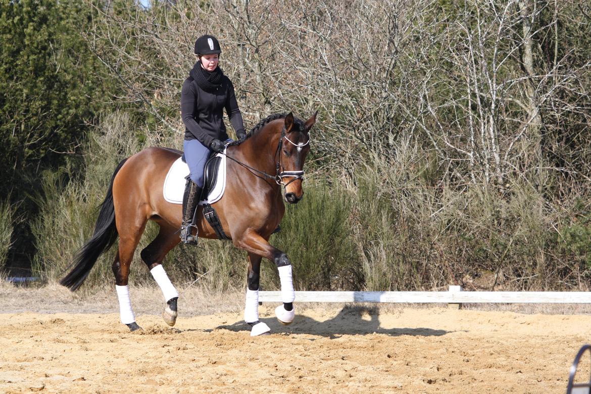 Hollandsk Varmblod Ezione billede 9