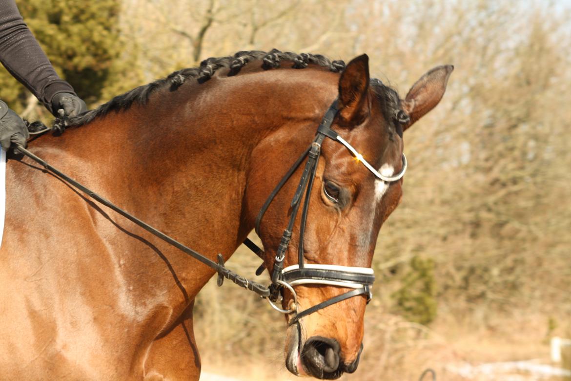 Hollandsk Varmblod Ezione billede 10