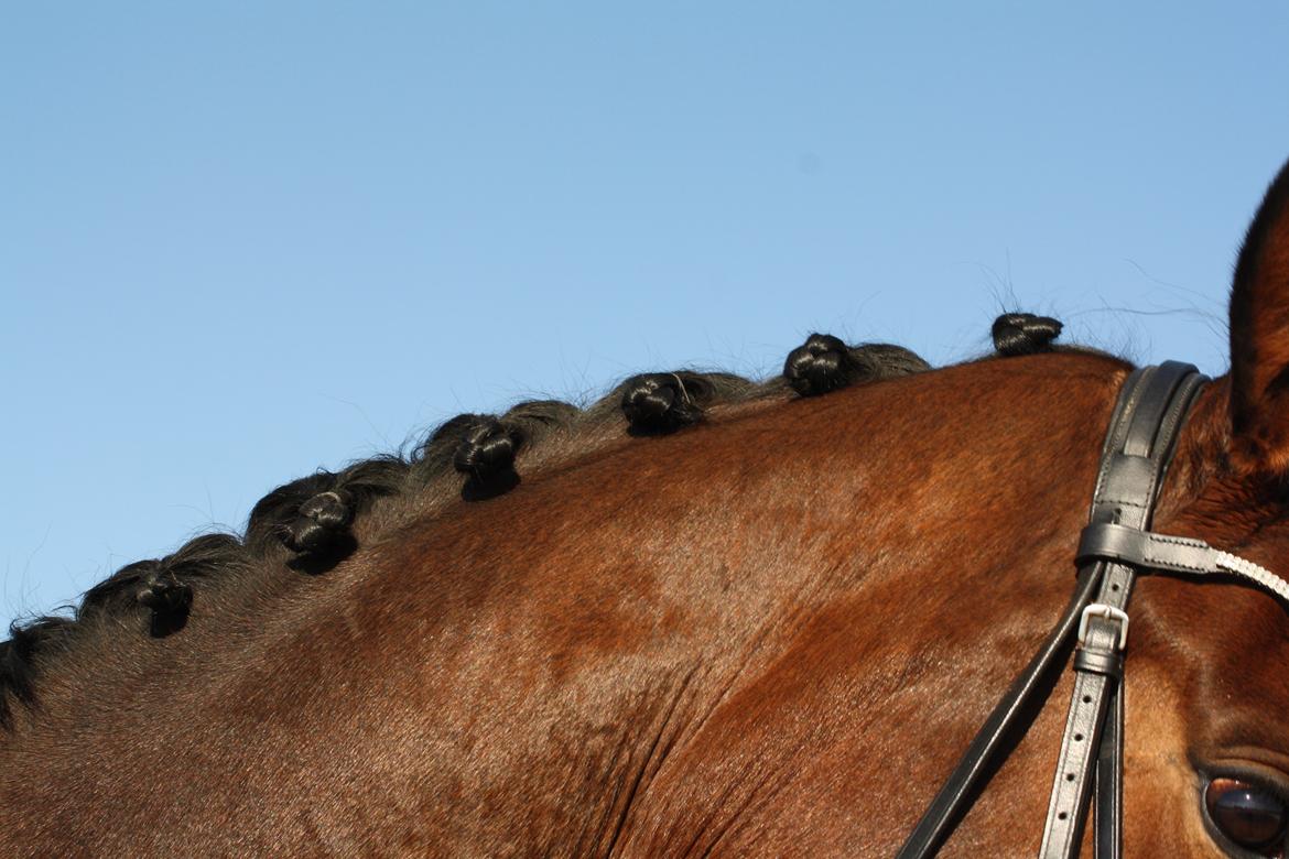 Hollandsk Varmblod Ezione billede 11