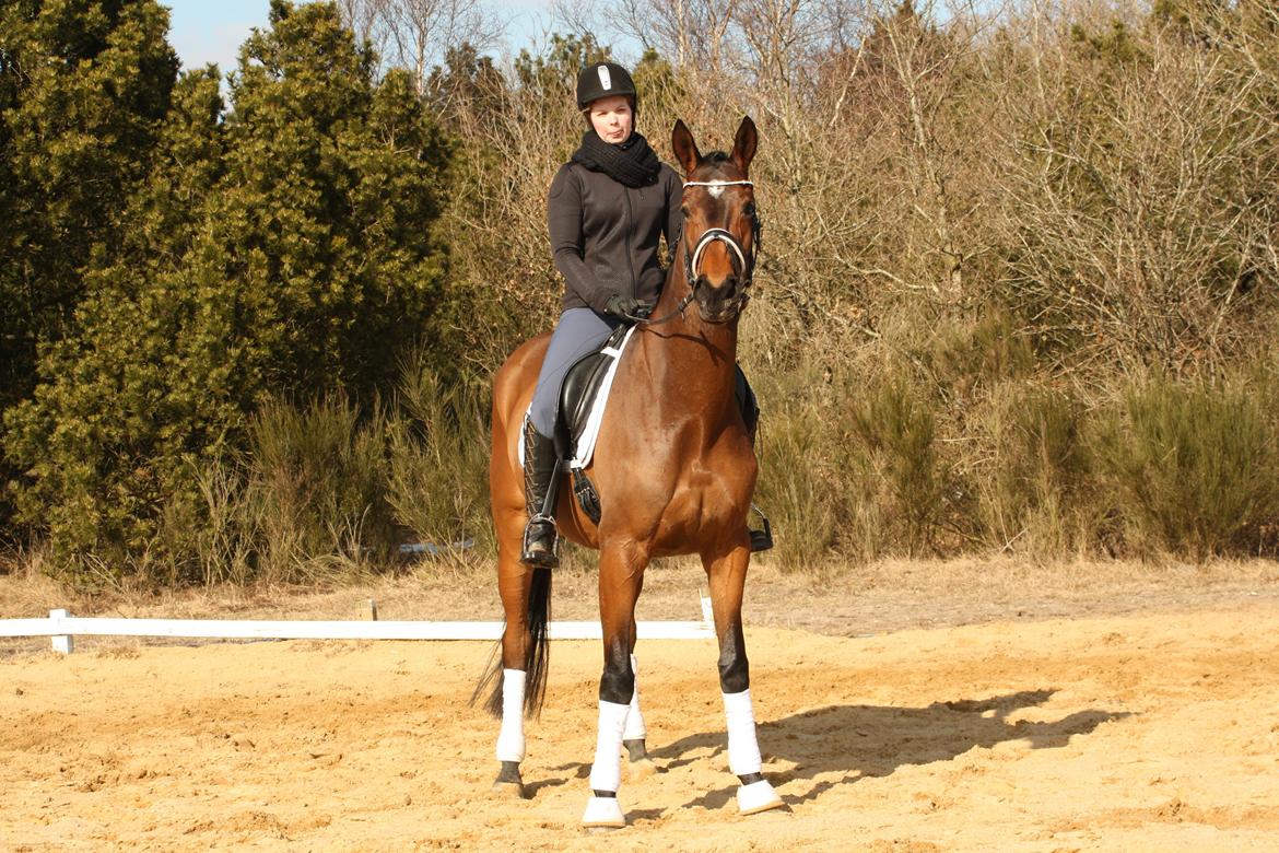 Hollandsk Varmblod Ezione billede 12