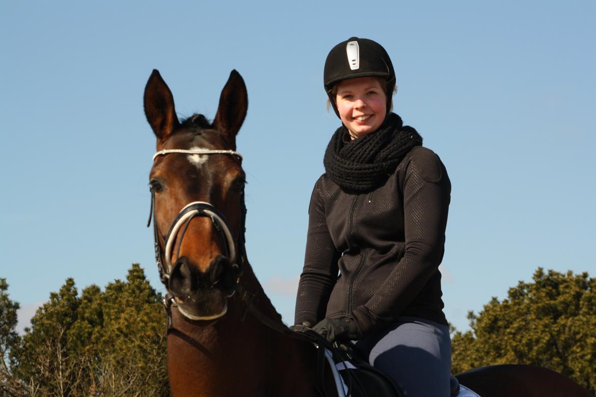 Hollandsk Varmblod Ezione billede 14