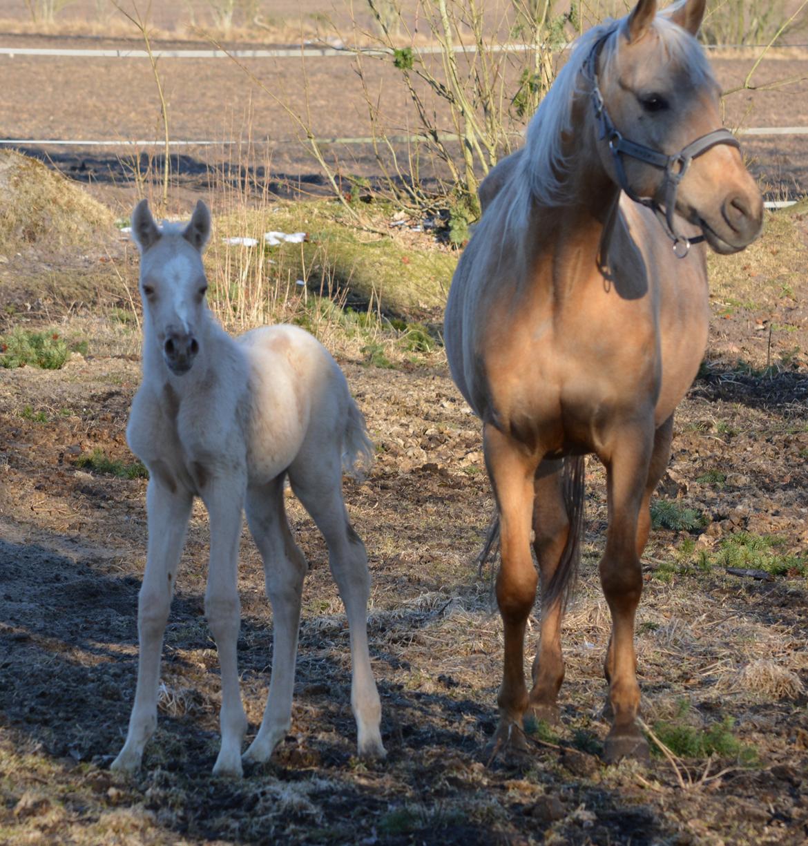 Palomino Enghavegårds Akropolis (Solgt) billede 5