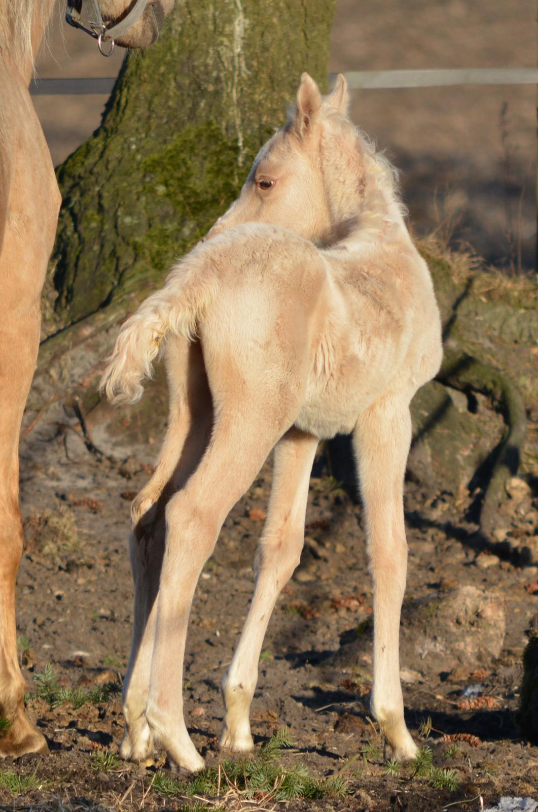 Palomino Enghavegårds Akropolis (Solgt) billede 6