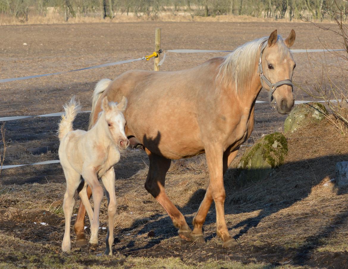 Palomino Enghavegårds Akropolis (Solgt) billede 7