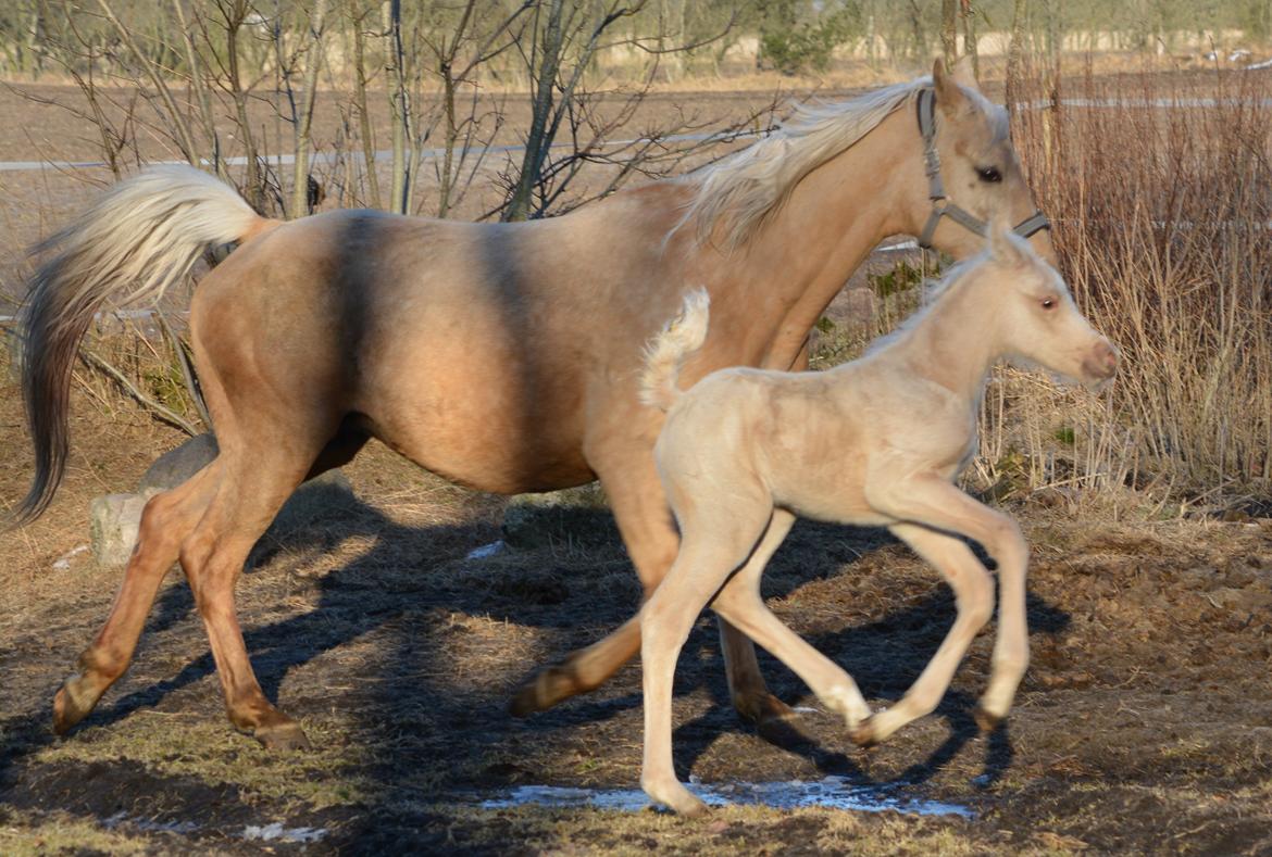 Palomino Enghavegårds Akropolis (Solgt) billede 8