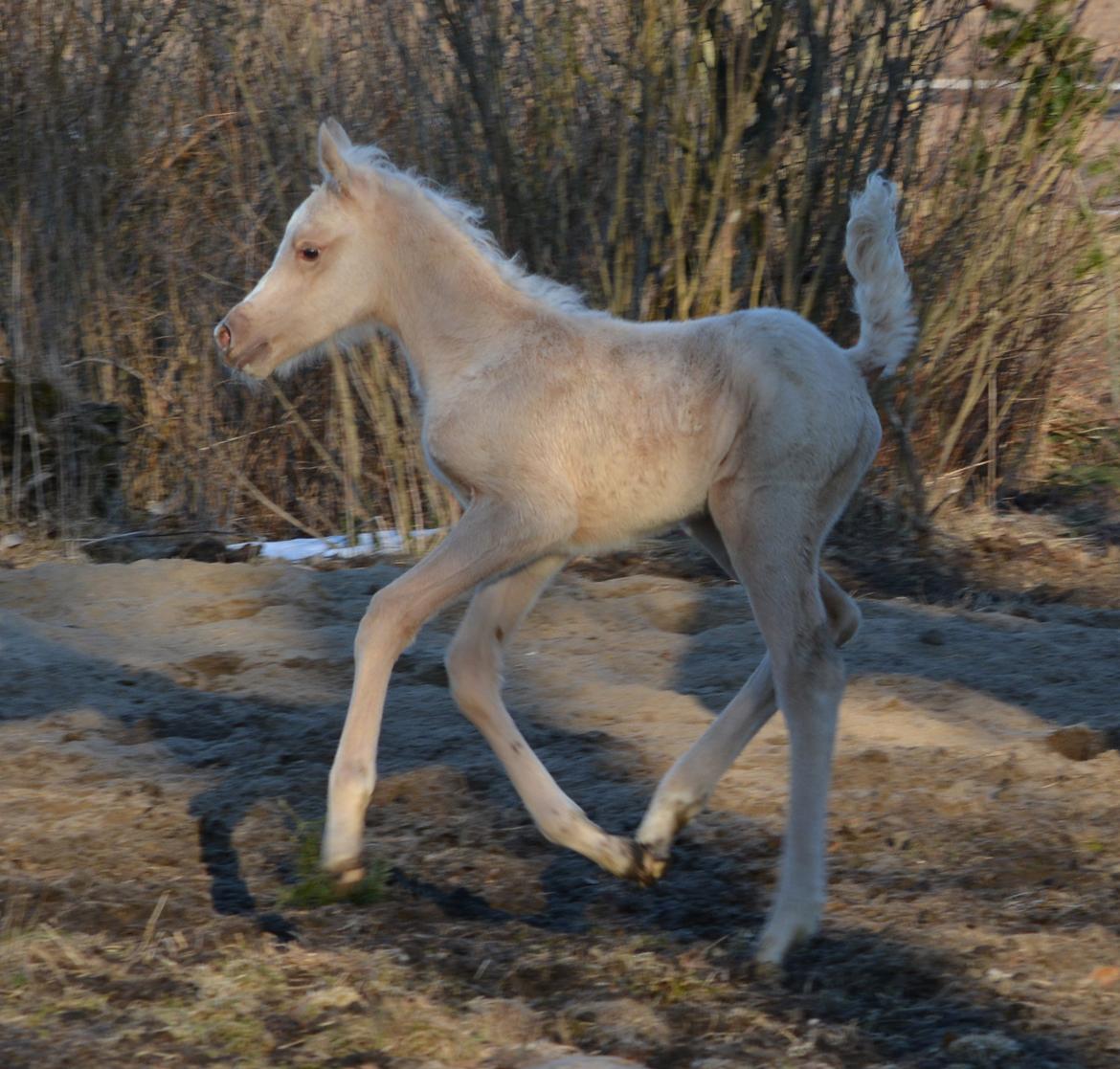 Palomino Enghavegårds Akropolis (Solgt) billede 9
