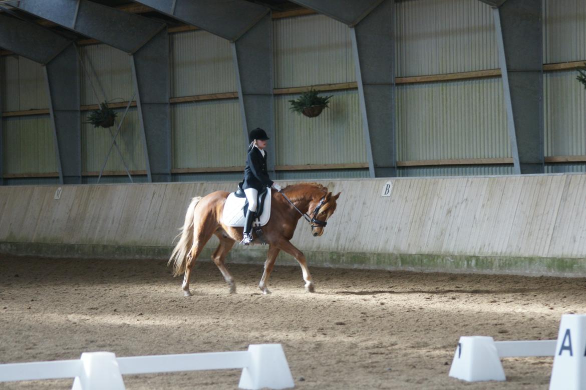 Tysk Sportspony Firfod Finn Fodslaw (Himmelhest) - Stævne MSR 20.03.13 billede 13