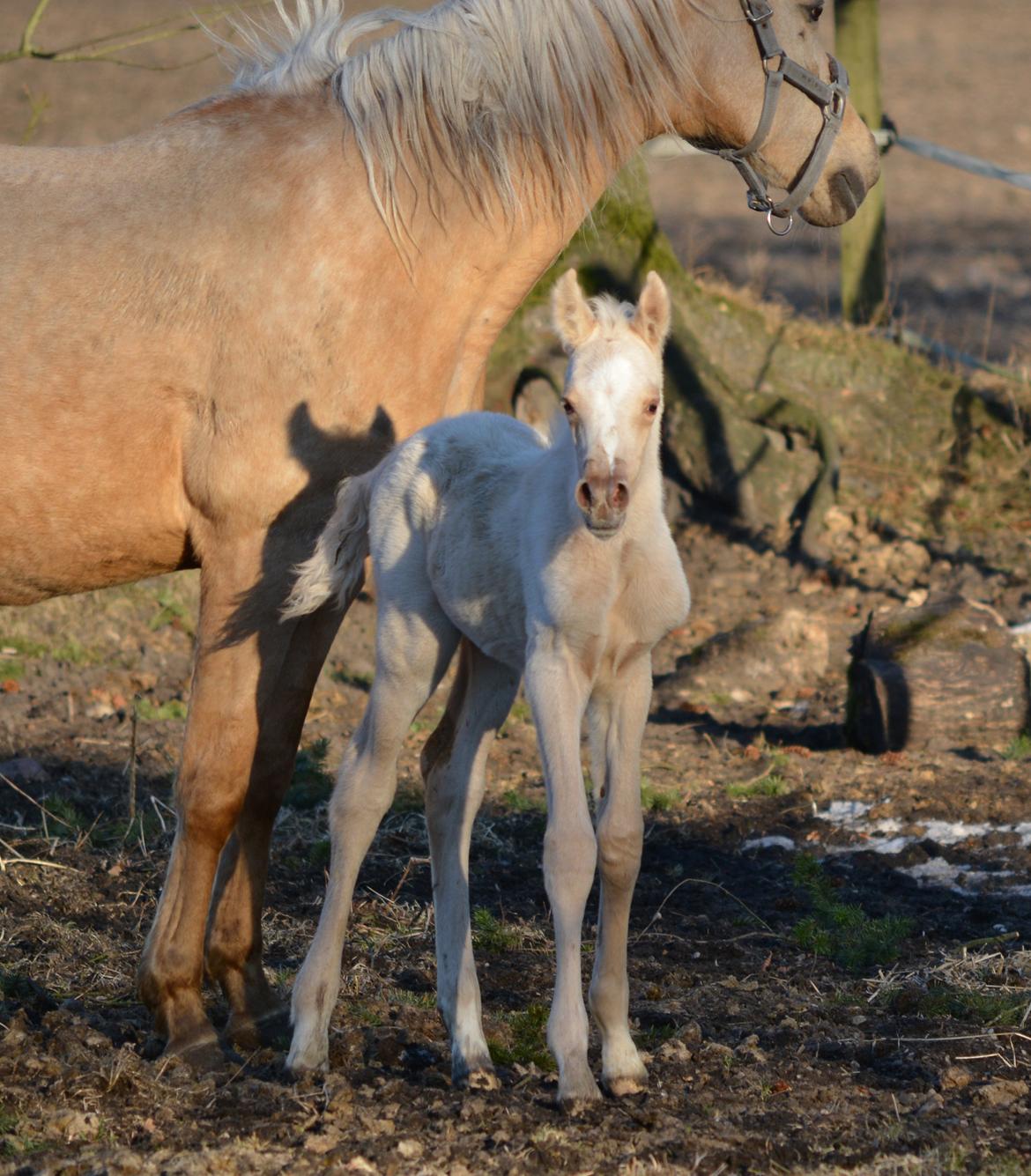 Palomino Enghavegårds Akropolis (Solgt) billede 10
