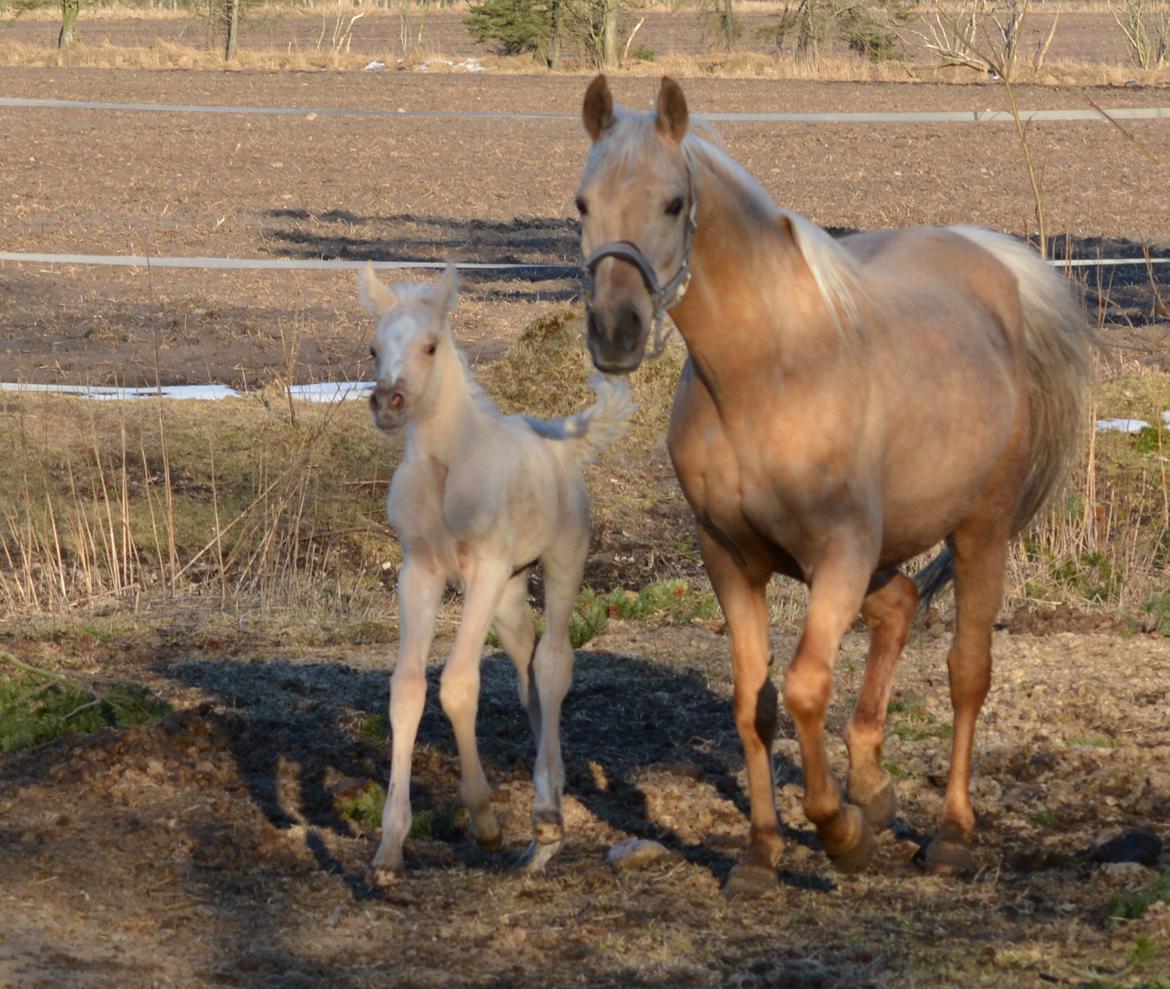 Palomino Enghavegårds Akropolis (Solgt) billede 11