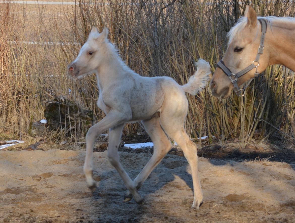 Palomino Enghavegårds Akropolis (Solgt) billede 12