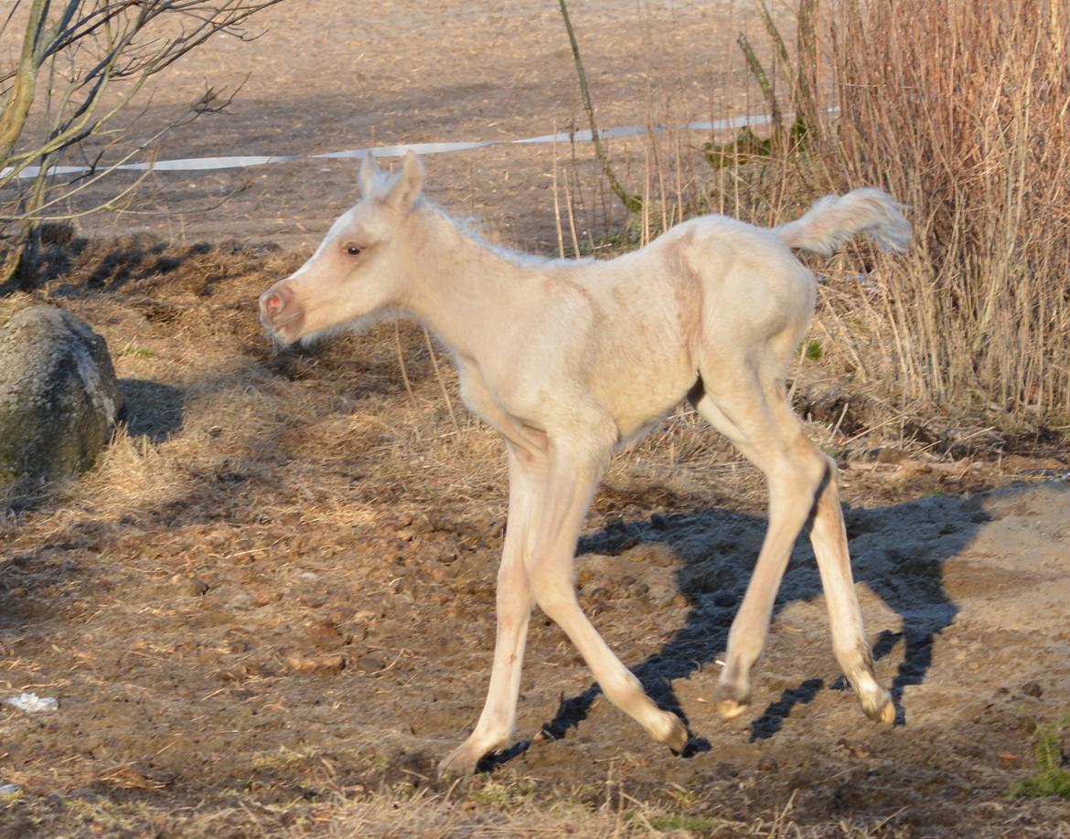 Palomino Enghavegårds Akropolis (Solgt) billede 13