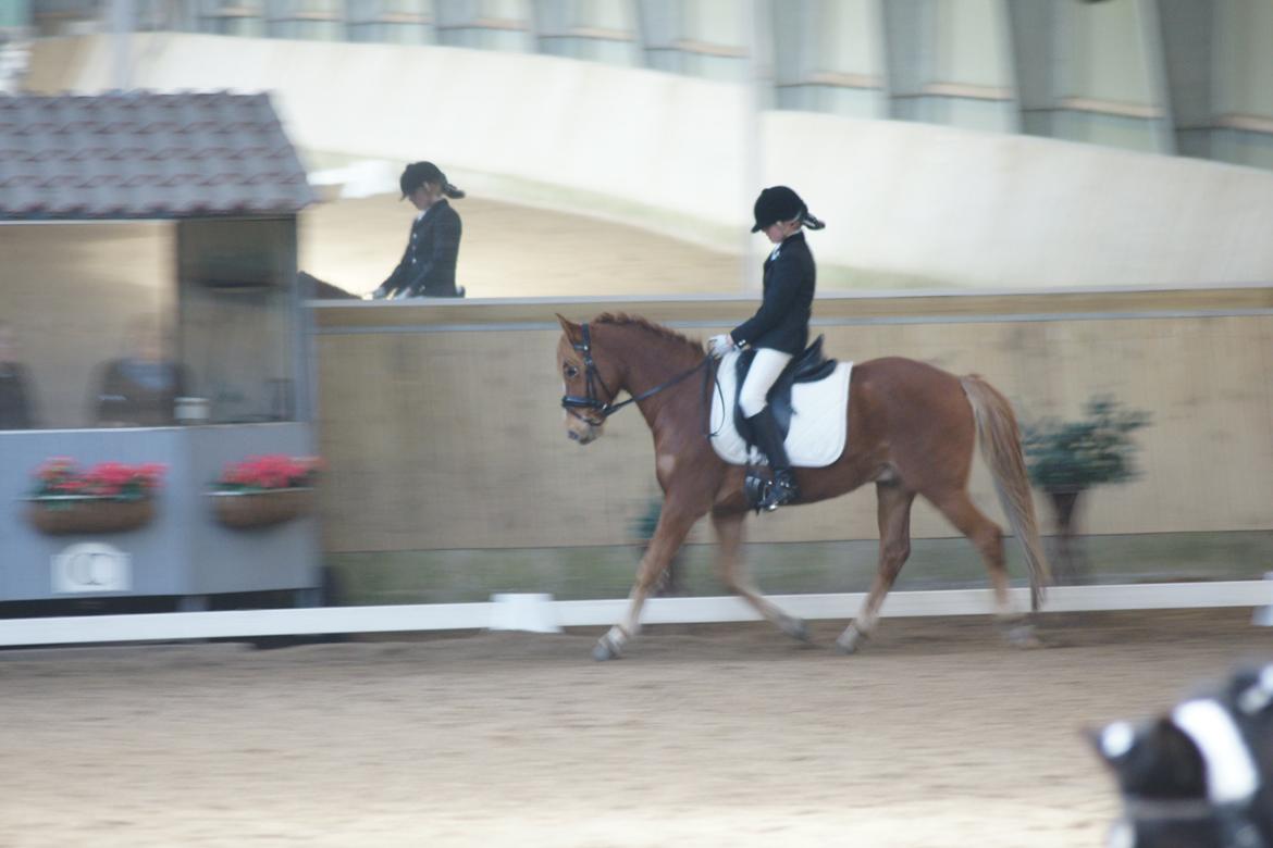 Tysk Sportspony Firfod Finn Fodslaw (Himmelhest) - Stævne MSR 20.03.13 billede 14