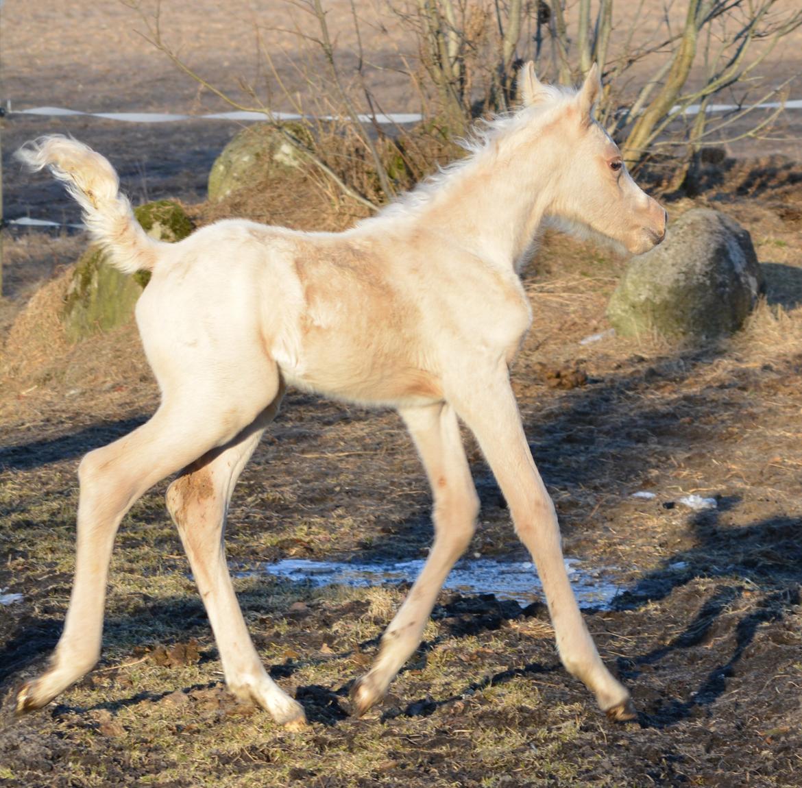 Palomino Enghavegårds Akropolis (Solgt) billede 3