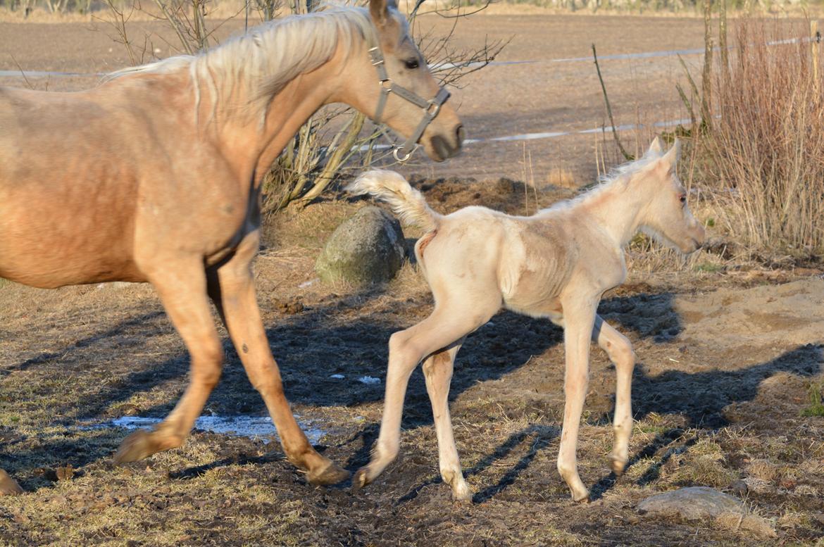 Palomino Enghavegårds Akropolis (Solgt) billede 16