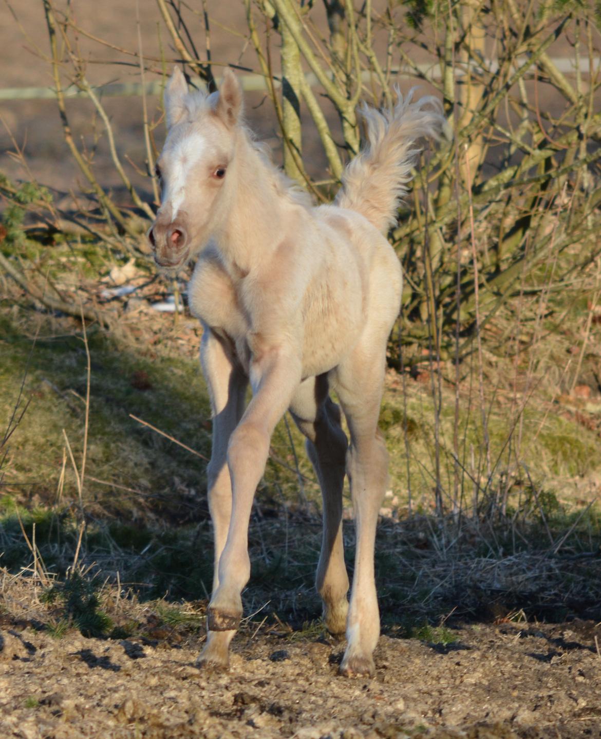 Palomino Enghavegårds Akropolis (Solgt) billede 17