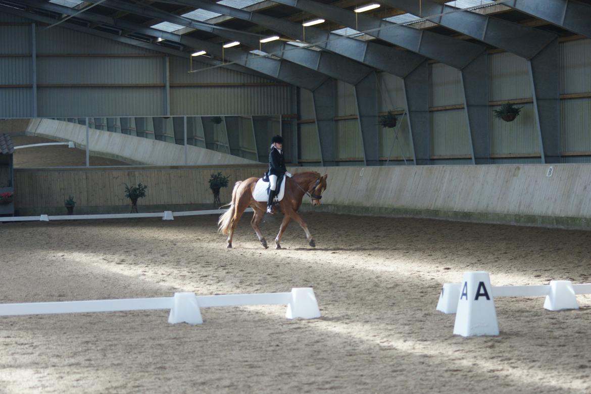 Tysk Sportspony Firfod Finn Fodslaw (Himmelhest) - Stævne MSR 20.03.13 billede 15
