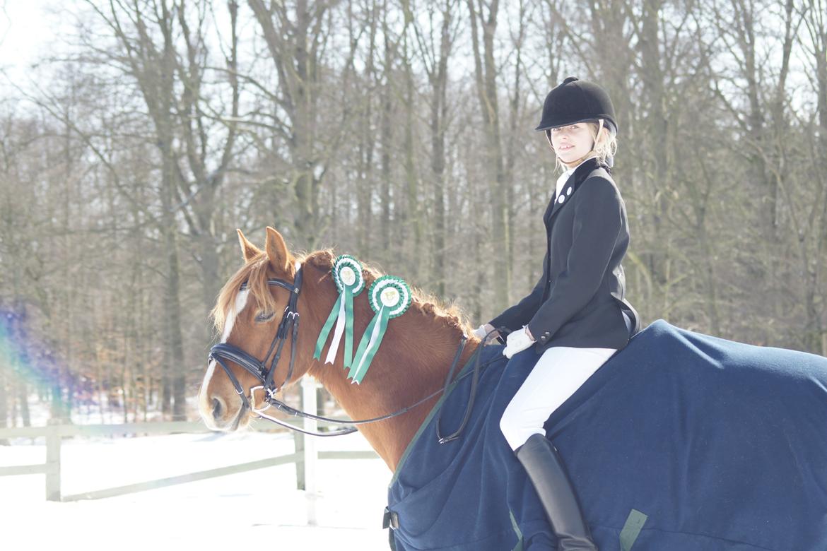 Tysk Sportspony Firfod Finn Fodslaw (Himmelhest) - Stævne MSR 20 .03.13 billede 16