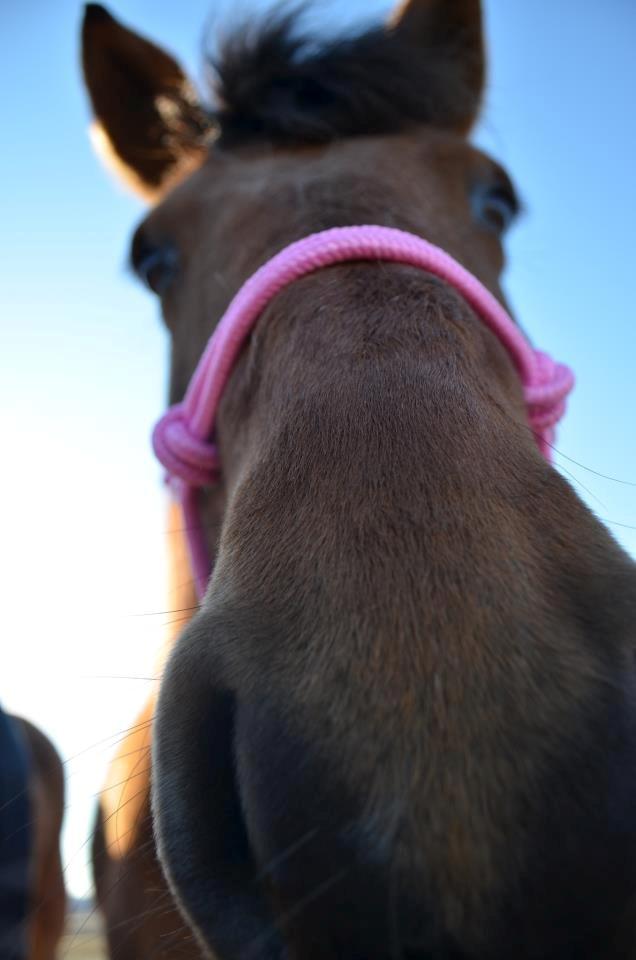 Anden særlig race Flicka. - Velkommen til Flicka's Profil!  billede 1