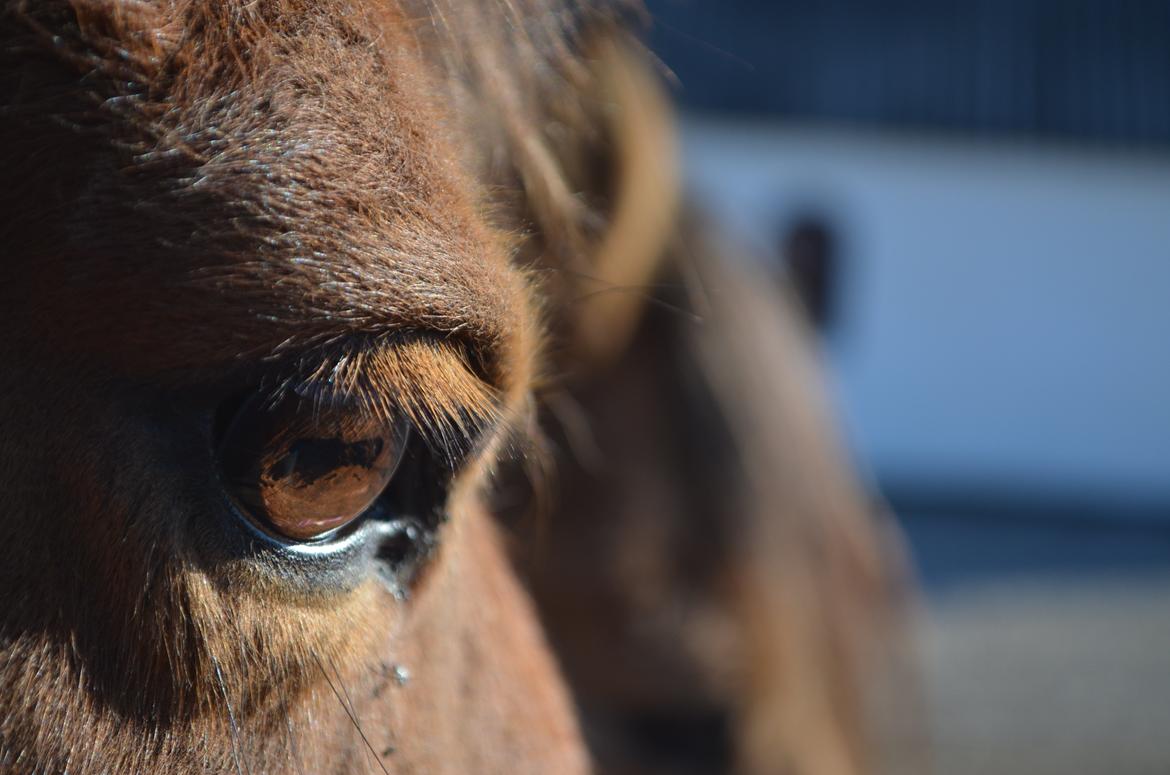 Anden særlig race Flicka. billede 3