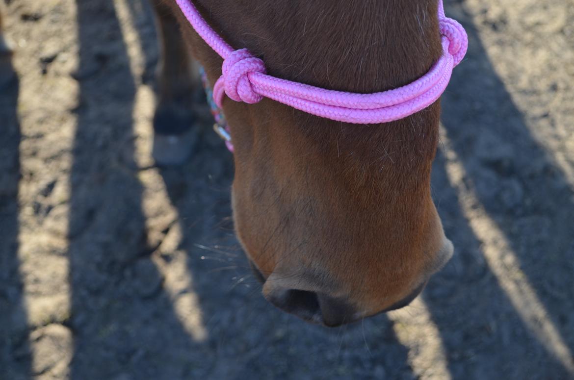 Anden særlig race Flicka. billede 5