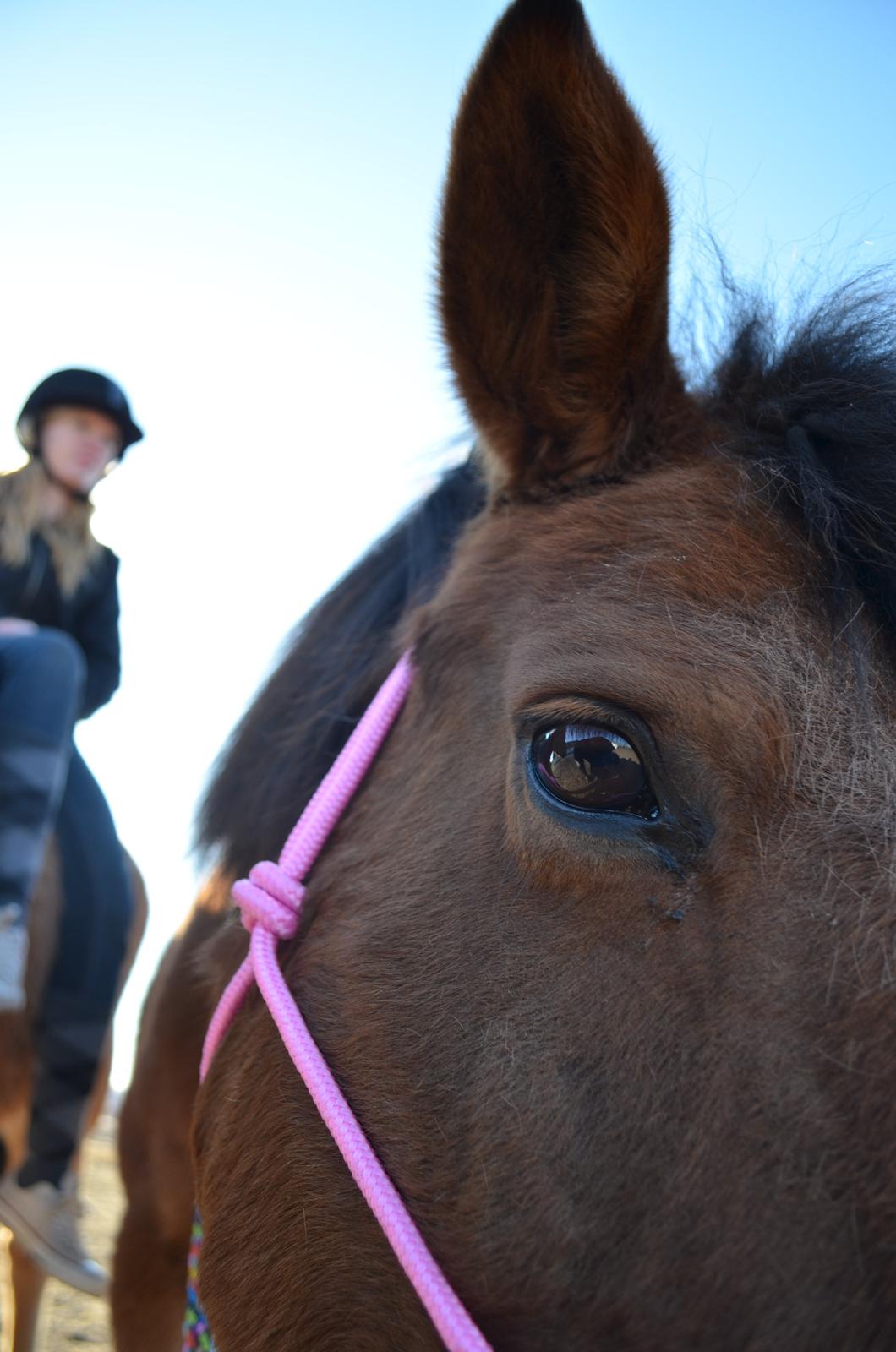 Anden særlig race Flicka. billede 6