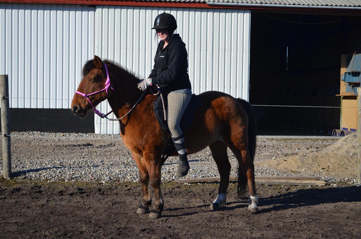 Anden særlig race Flicka. billede 4