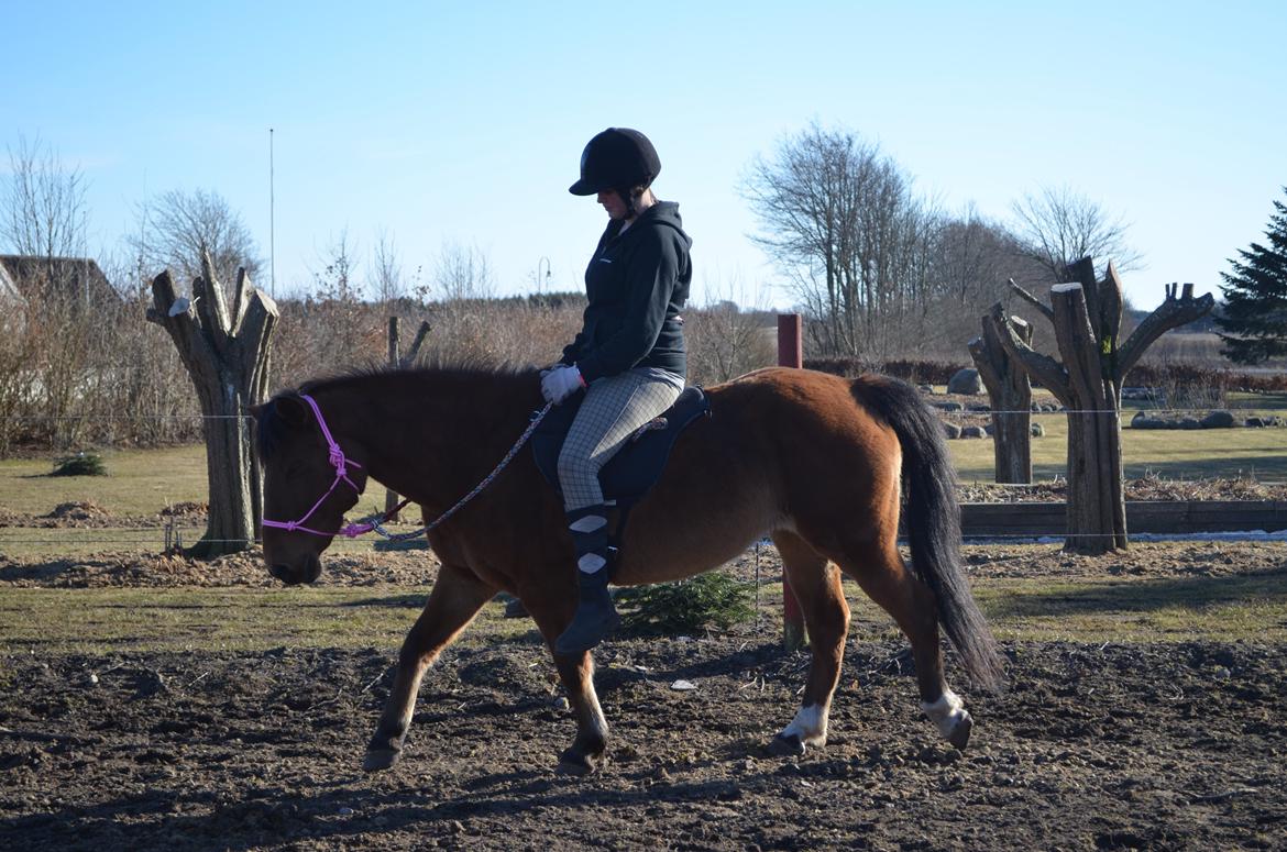 Anden særlig race Flicka. billede 7