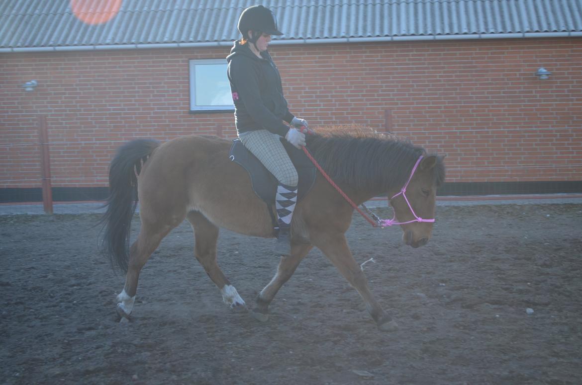 Anden særlig race Flicka. billede 8