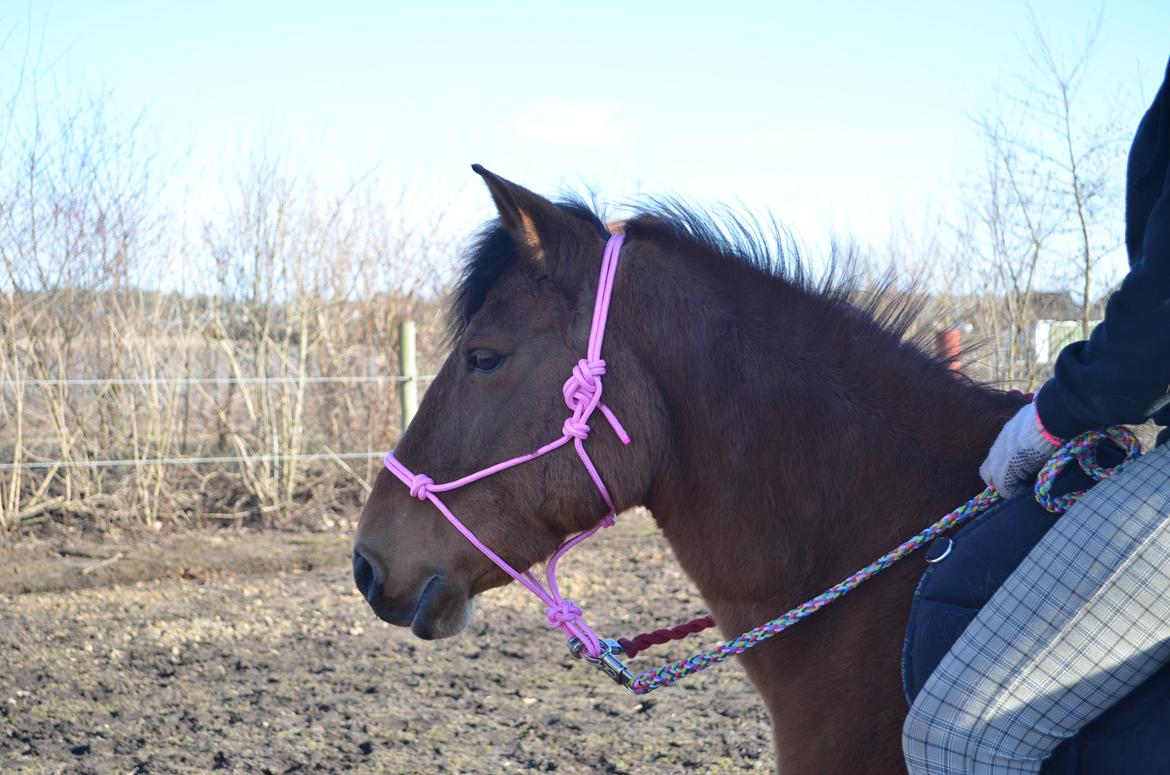 Anden særlig race Flicka. billede 9