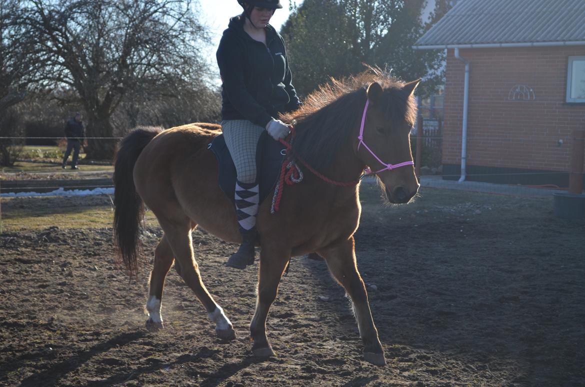 Anden særlig race Flicka. billede 10