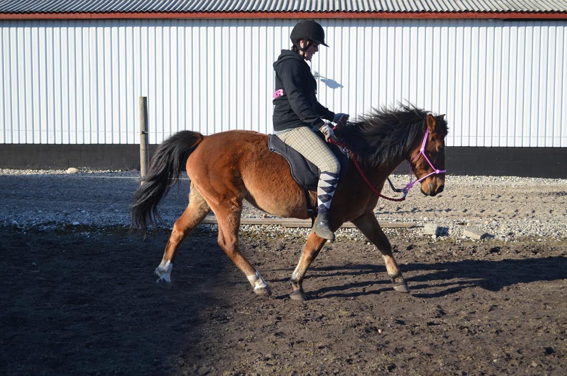 Anden særlig race Flicka. billede 11