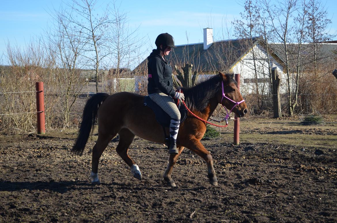 Anden særlig race Flicka. billede 12
