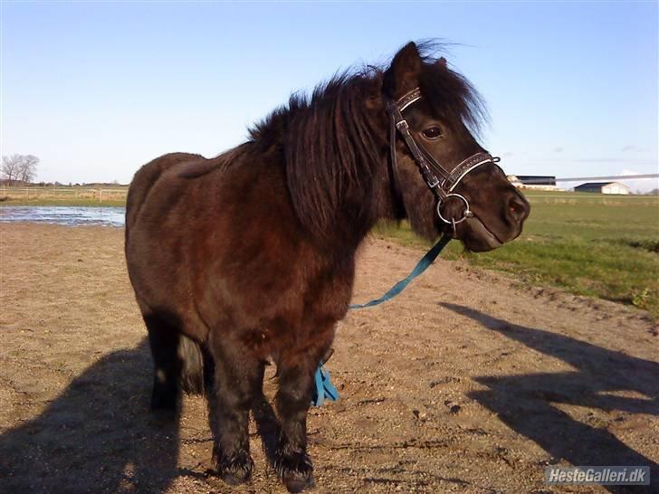 Shetlænder Knold - R.I.P <3 - Velkommen til Knolds profil :-) billede 1