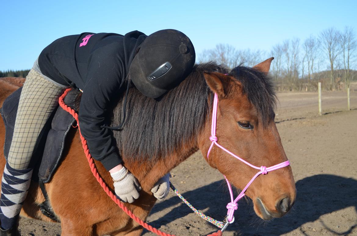 Anden særlig race Flicka. billede 13