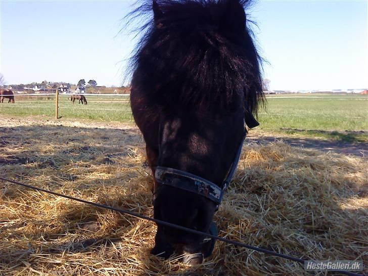 Shetlænder Knold - R.I.P <3 billede 13